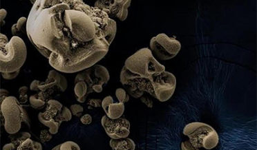 Accidental discovery of metal-eating bacteria