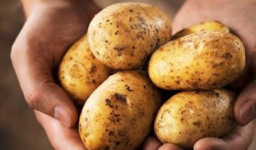 pakistani scientist found new 7 potato kinds
